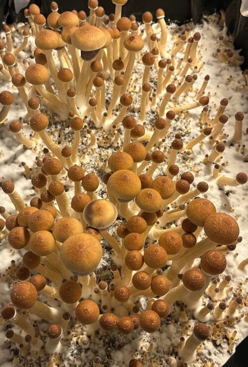 B+ (B Positive) - Genuine Isolated P. Cubensis Genetics Mushroom Liquid Culture - Image 8