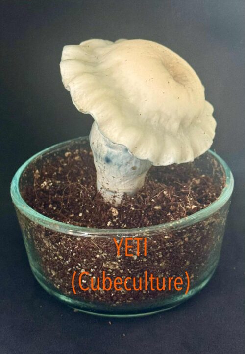 Yeti (TAT Isolation) - Genuine Isolated P. Cubensis Genetics Mushroom Liquid Culture - Image 6