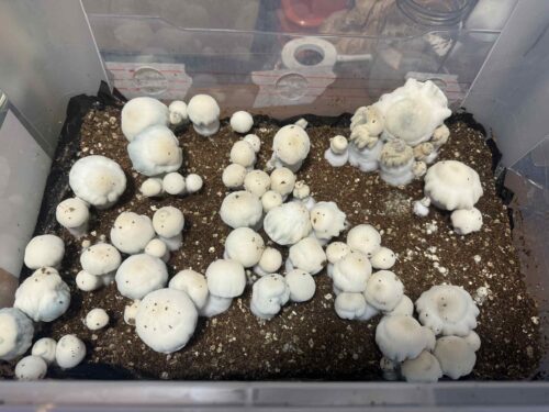 Yeti (TAT Isolation) - Genuine Isolated P. Cubensis Genetics Mushroom Liquid Culture - Image 7