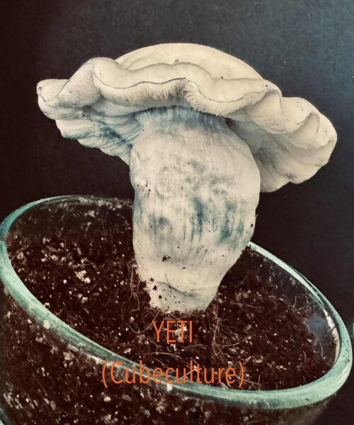 Yeti (TAT Isolation) - Genuine Isolated P. Cubensis Genetics Mushroom Liquid Culture - Image 8