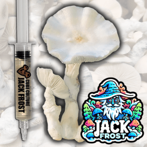 Jack Frost - Isolated Liquid Culture