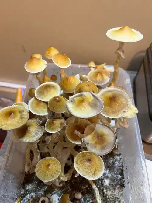 Jedi Mind F*** (JMF) - Genuine Isolated Large-Form P. Cubensis Genetics Mushroom Liquid Culture - Image 12