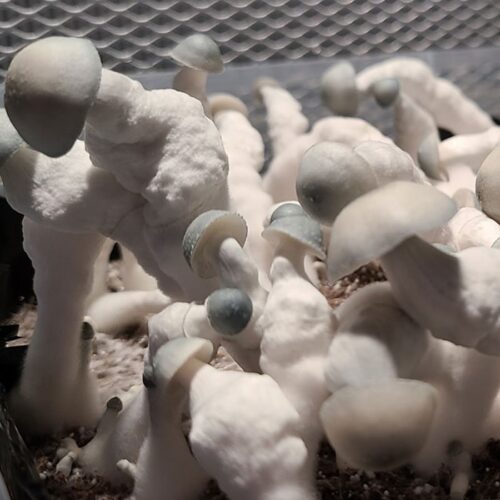 Albino Most Valuable Producer (AMVP) - Isolated Liquid Culture - Image 3