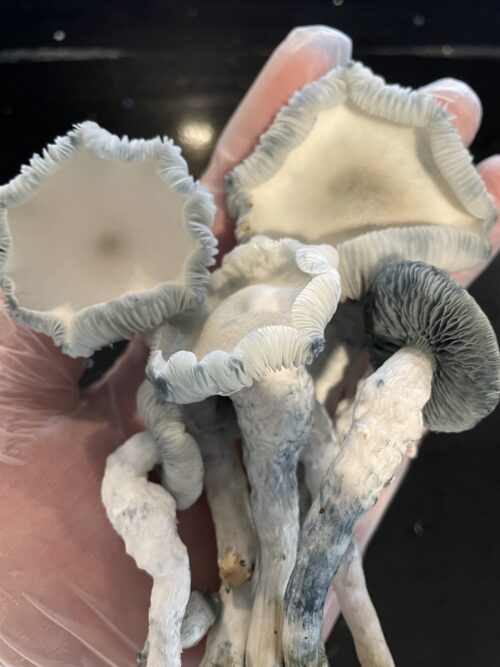 Jack Frost - Genuine Isolated P. Cubensis Mushroom Liquid Culture (TAT X APE) - Image 9