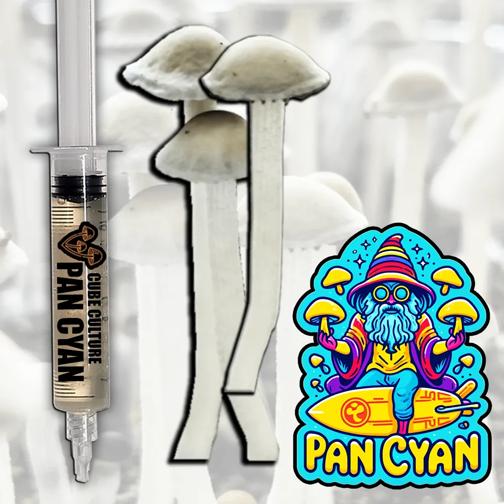 Hawaiian Panaeolus Cyanescens (Pan Cyan) - Genuine Copelandia Isolated Advanced Liquid Culture