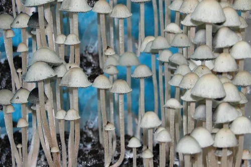 Hawaiian Panaeolus Cyanescens - Isolated Liquid Culture - Image 2