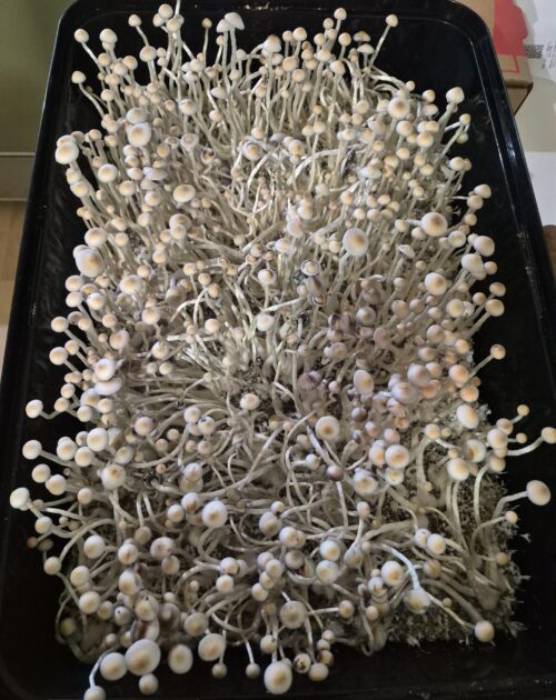 P. ochraceocentrata (Natal Super Strength) P. natalensis