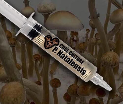 Psilocybe Natalensis (P. Nat) - Isolated Liquid Culture - Image 2