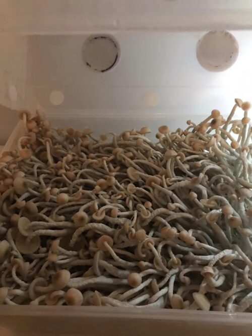Psilocybe Natalensis (P. Nat) - Isolated Liquid Culture - Image 4
