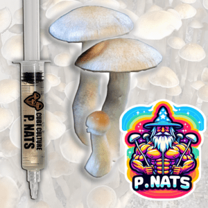 Psilocybe Natalensis (P. Nat) - Isolated Liquid Culture