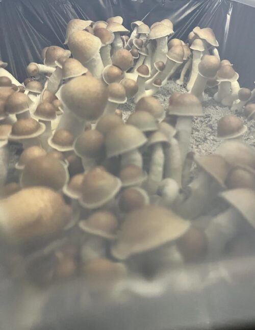 Melmac - Genuine Isolated PE-Family P. cubensis Genetics Mushroom Liquid Culture - Image 5