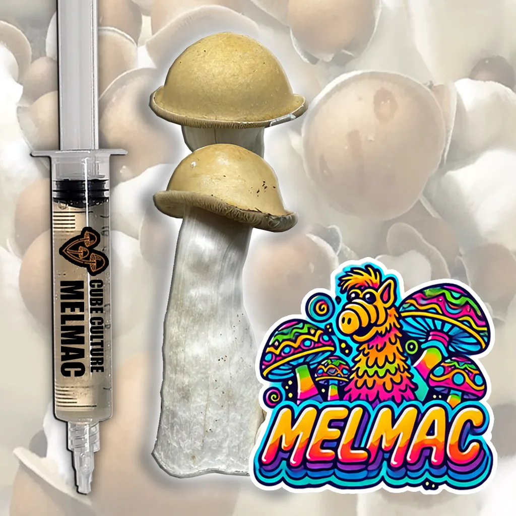 Melmac liquid culture mushroom