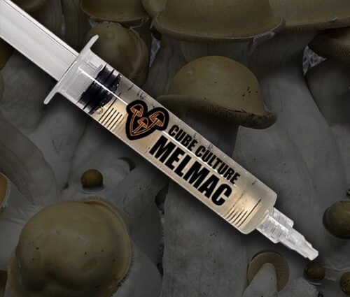 Melmac - Isolated Liquid Culture - Image 3
