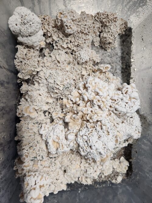 Enigma - Genuine TW2 Blob Mutant Isolated P. Cubensis Genetics Mushroom Liquid Culture - Image 10