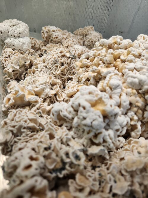 Enigma - Genuine TW2 Blob Mutant Isolated P. Cubensis Genetics Mushroom Liquid Culture - Image 11