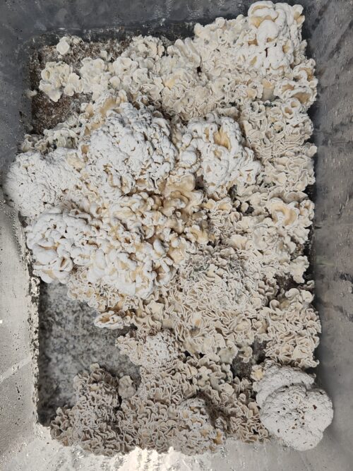 Enigma - Genuine TW2 Blob Mutant Isolated P. Cubensis Genetics Mushroom Liquid Culture - Image 12