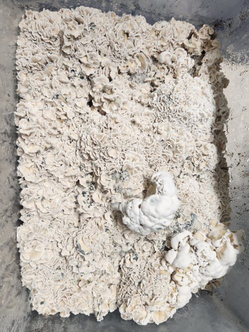 Enigma - Genuine TW2 Blob Mutant Isolated P. Cubensis Genetics Mushroom Liquid Culture - Image 13