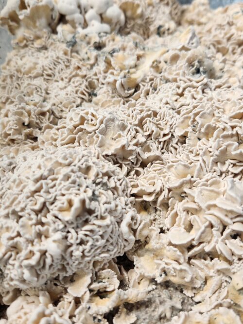 Enigma - Genuine TW2 Blob Mutant Isolated P. Cubensis Genetics Mushroom Liquid Culture - Image 14