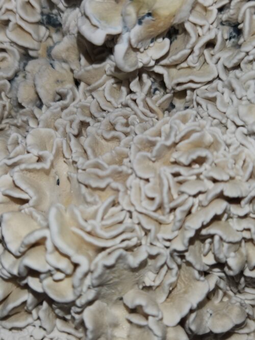 Enigma - Genuine TW2 Blob Mutant Isolated P. Cubensis Genetics Mushroom Liquid Culture - Image 15