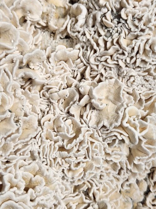 Enigma - Genuine TW2 Blob Mutant Isolated P. Cubensis Genetics Mushroom Liquid Culture - Image 16