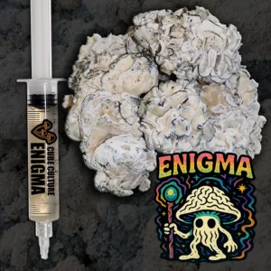 Enigma cubensis liquid culture mushroom product image