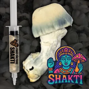 Shakti (Albino Malabar) – Genuine Isolated P. Cubensis Genetics Mushroom Liquid Culture
