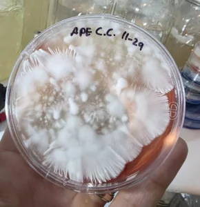 APE agar plate