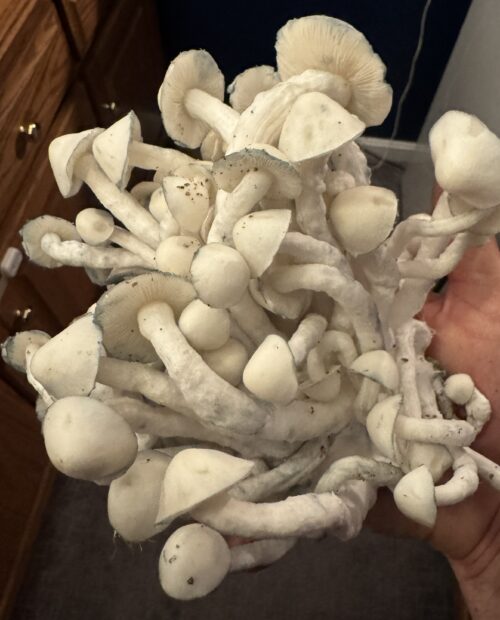 Gorilla Wizard – Genuine Isolated P. Cubensis Genetics Mushroom Liquid Culture (Gandalf X Makilla Gorilla) - Image 22