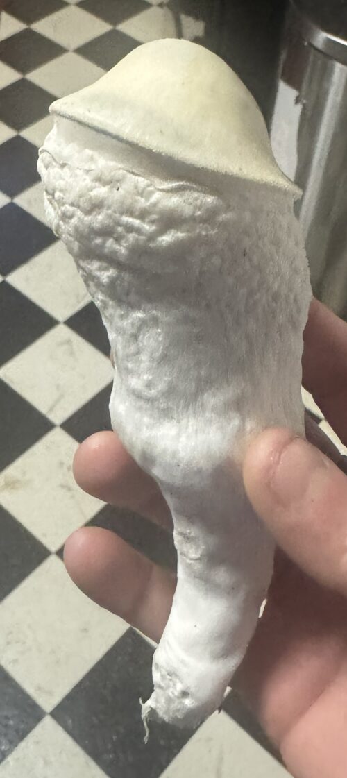 Lucid Gates – Genuine Isolated P. Cubensis Genetics Mushroom Liquid Culture (Pearly Gates X Melmac) - Image 13