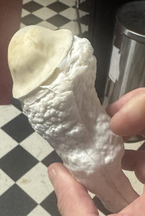 Lucid Gates – Genuine Isolated P. Cubensis Genetics Mushroom Liquid Culture (Pearly Gates X Melmac) - Image 5
