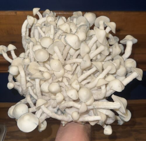 Gorilla Wizard – Genuine Isolated P. Cubensis Genetics Mushroom Liquid Culture (Gandalf X Makilla Gorilla) - Image 23