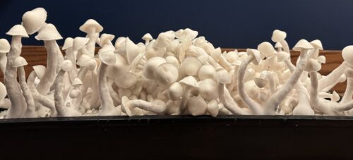 Gorilla Wizard – Genuine Isolated P. Cubensis Genetics Mushroom Liquid Culture (Gandalf X Makilla Gorilla) - Image 24