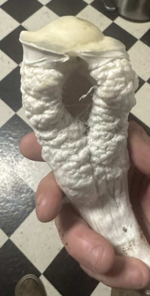 Lucid Gates – Genuine Isolated P. Cubensis Genetics Mushroom Liquid Culture (Pearly Gates X Melmac) - Image 14