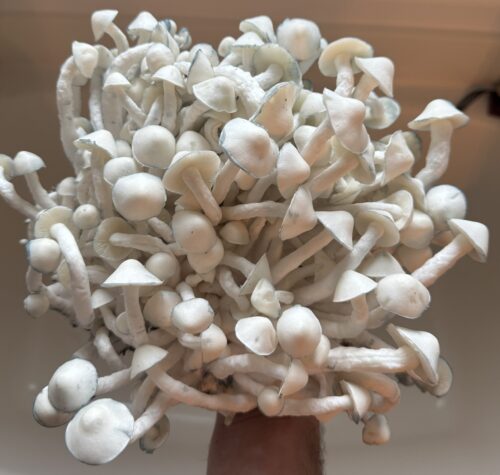 Gorilla Wizard – Genuine Isolated P. Cubensis Genetics Mushroom Liquid Culture (Gandalf X Makilla Gorilla) - Image 25