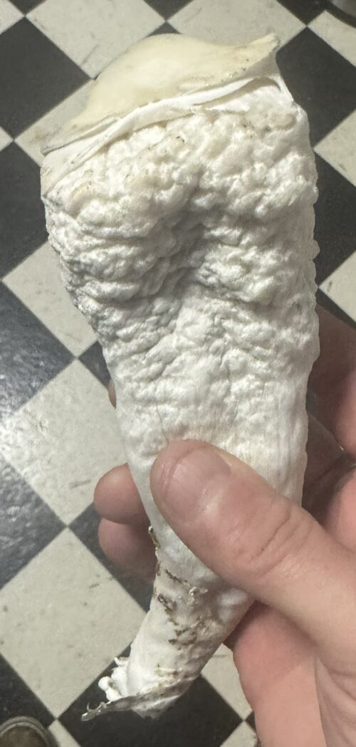 Lucid Gates – Genuine Isolated P. Cubensis Genetics Mushroom Liquid Culture (Pearly Gates X Melmac) - Image 15