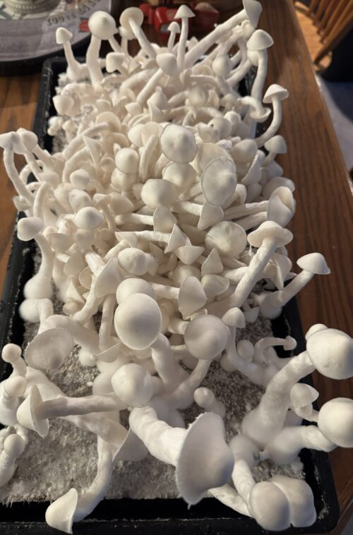 Gorilla Wizard – Genuine Isolated P. Cubensis Genetics Mushroom Liquid Culture (Gandalf X Makilla Gorilla) - Image 26