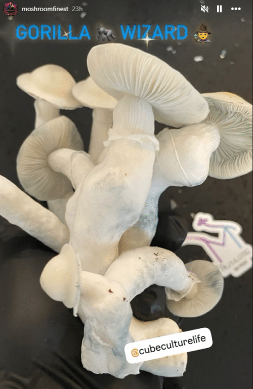Gorilla Wizard – Genuine Isolated P. Cubensis Genetics Mushroom Liquid Culture (Gandalf X Makilla Gorilla) - Image 12