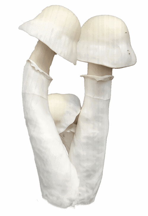 Gorilla Wizard – Genuine Isolated P. Cubensis Genetics Mushroom Liquid Culture (Gandalf X Makilla Gorilla) - Image 3