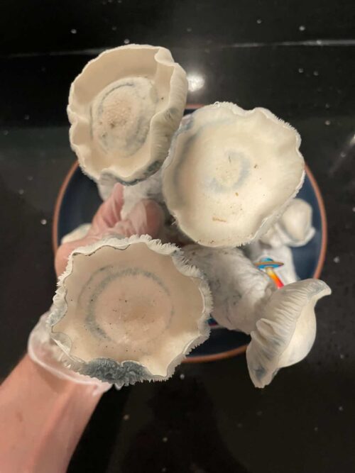 Gorilla Wizard – Genuine Isolated P. Cubensis Genetics Mushroom Liquid Culture (Gandalf X Makilla Gorilla) - Image 4