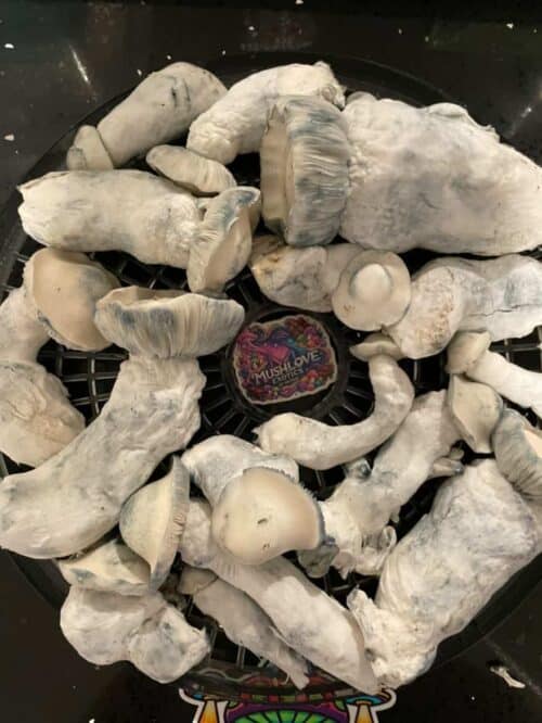 Gorilla Wizard – Genuine Isolated P. Cubensis Genetics Mushroom Liquid Culture (Gandalf X Makilla Gorilla) - Image 5