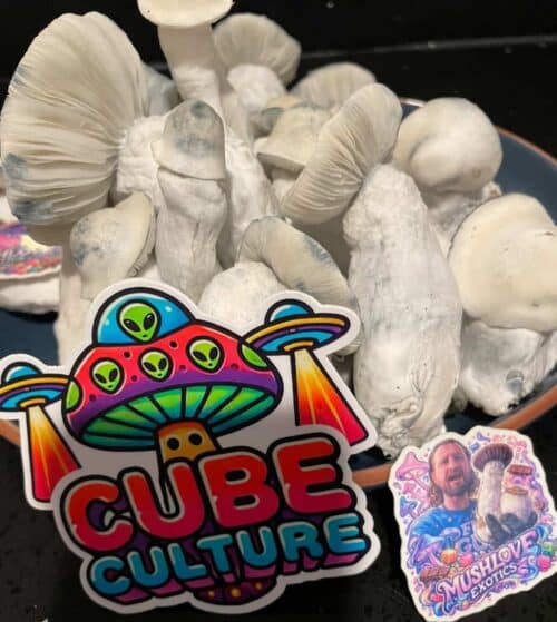 Gorilla Wizard – Genuine Isolated P. Cubensis Genetics Mushroom Liquid Culture (Gandalf X Makilla Gorilla) - Image 7