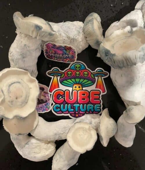 Gorilla Wizard – Genuine Isolated P. Cubensis Genetics Mushroom Liquid Culture (Gandalf X Makilla Gorilla) - Image 9