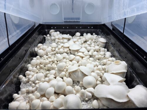 Gorilla Wizard – Genuine Isolated P. Cubensis Genetics Mushroom Liquid Culture (Gandalf X Makilla Gorilla) - Image 15