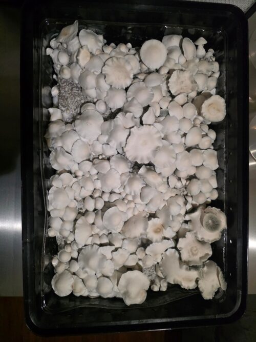 Gorilla Wizard – Genuine Isolated P. Cubensis Genetics Mushroom Liquid Culture (Gandalf X Makilla Gorilla) - Image 20