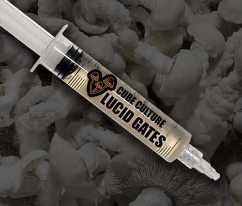 Lucid Gates – Genuine Isolated P. Cubensis Genetics Mushroom Liquid Culture (Pearly Gates X Melmac) - Image 6