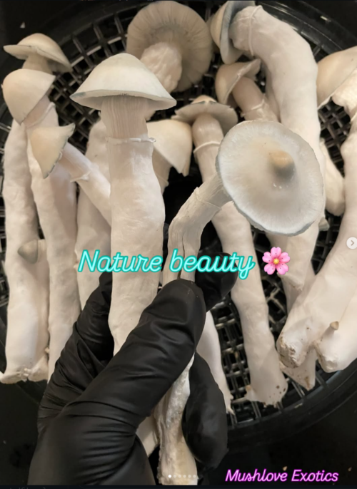 Gorilla Wizard Mushroom culture