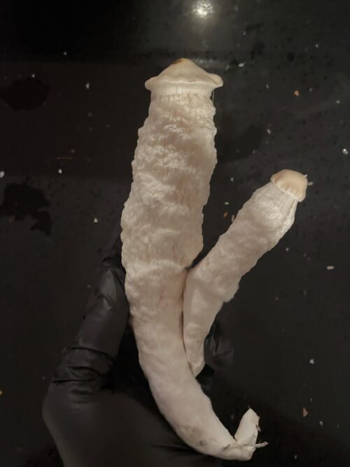 Lucid Gates – Genuine Isolated P. Cubensis Genetics Mushroom Liquid Culture (Pearly Gates X Melmac) - Image 12