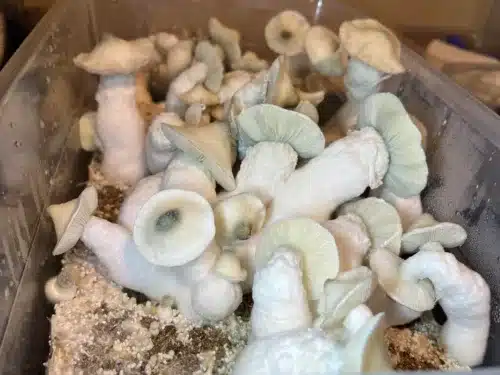 Gorilla Wizard – Genuine Isolated P. Cubensis Genetics Mushroom Liquid Culture (Gandalf X Makilla Gorilla) - Image 16