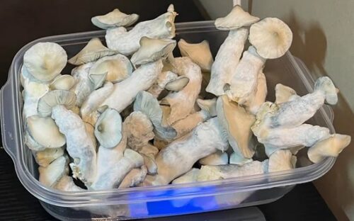 Gorilla Wizard – Genuine Isolated P. Cubensis Genetics Mushroom Liquid Culture (Gandalf X Makilla Gorilla) - Image 18