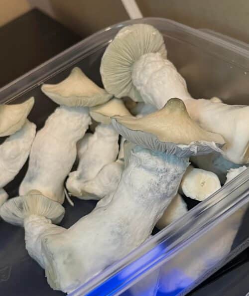 Gorilla Wizard – Genuine Isolated P. Cubensis Genetics Mushroom Liquid Culture (Gandalf X Makilla Gorilla) - Image 17